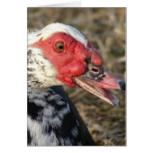 Muscovy Drake (Voorkant)