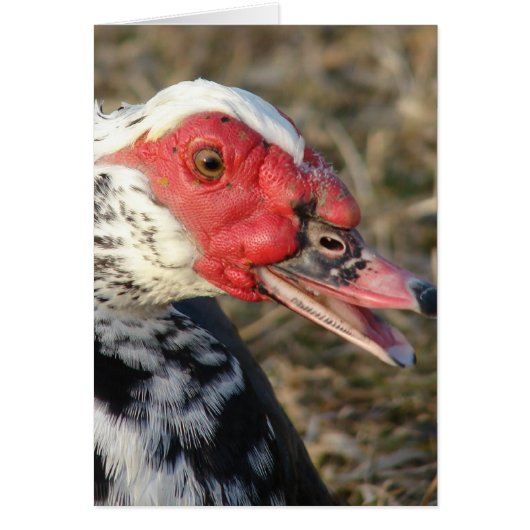 Muscovy Drake (Voorkant)