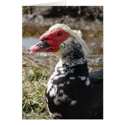Muscovy Drake (Voorkant)