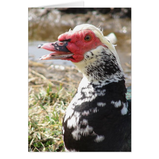 Muscovy Drake (Voorkant)