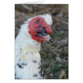Muscovy Drake All Occasion Wenskaart (Voorkant)