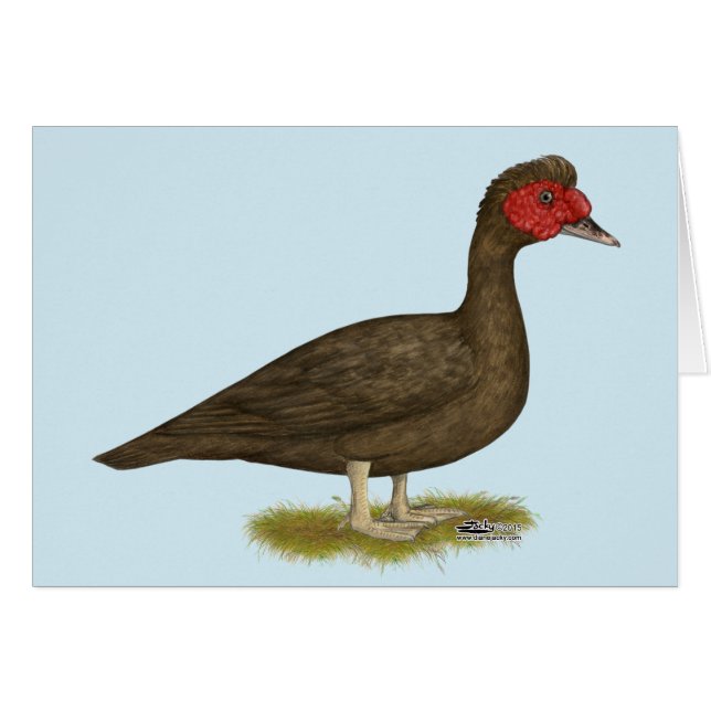 Muscovy Drake Chocolade (Voorkant Horizontaal)