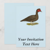 Muscovy Drake Chocolade Kaart (Voorkant / Achterkant)