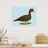 Muscovy Drake Chocolade Poster (Keuken)