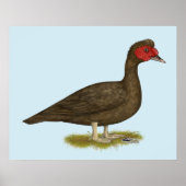 Muscovy Drake Chocolade Poster (Voorkant)