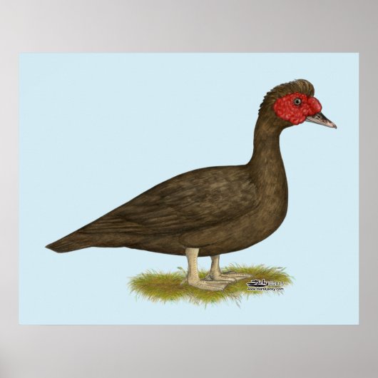 Muscovy Drake Chocolade Poster (Voorkant)