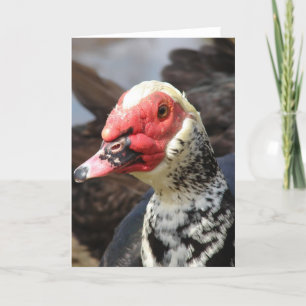 Muscovy Drake Kaart
