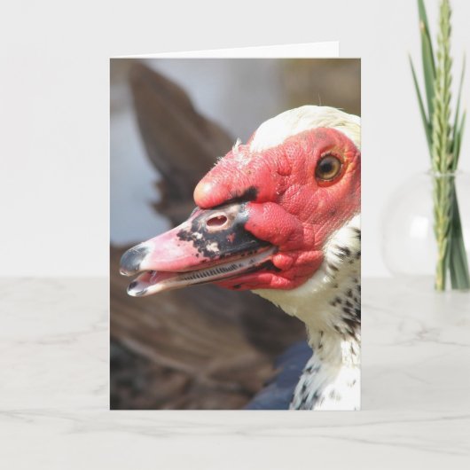 Muscovy Drake Kaart (Voorkant)