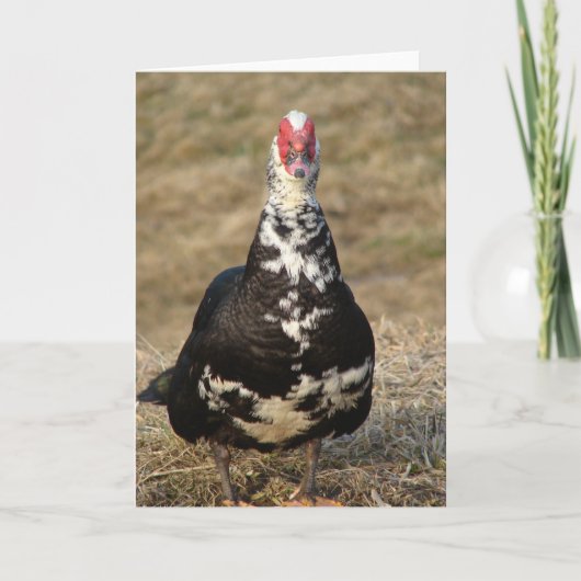 Muscovy Drake Kaart (Voorkant)