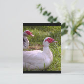 Muscovy Drakes postkaarten (Staand voorkant)