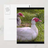 Muscovy Drakes postkaarten (Voorkant / Achterkant)
