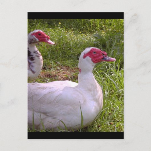 Muscovy Drakes postkaarten (Voorkant)