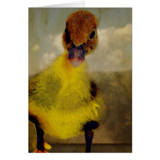 Muscovy Dreamweaver' (Voorkant)