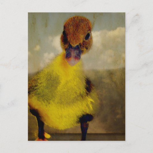 Muscovy Dreamweaver' Briefkaart (Voorkant)