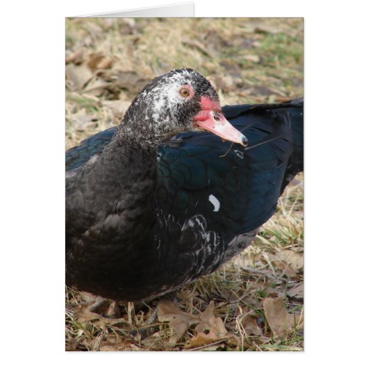 Muscovy Duck (Voorkant)