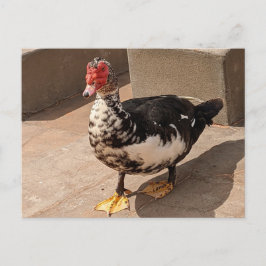 Muscovy Duck Briefkaart