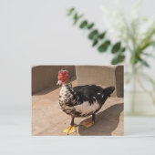 Muscovy Duck Briefkaart (Staand voorkant)