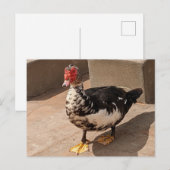 Muscovy Duck Briefkaart (Voorkant / Achterkant)