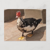 Muscovy Duck Briefkaart (Voorkant)