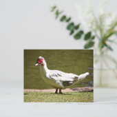 Muscovy Duck Briefkaart (Staand voorkant)