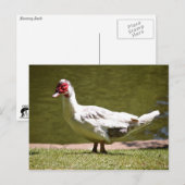 Muscovy Duck Briefkaart (Voorkant / Achterkant)
