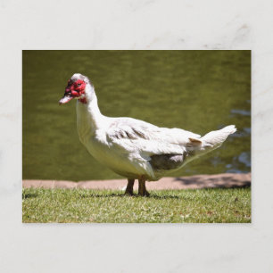 Muscovy Duck Briefkaart