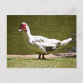 Muscovy Duck Briefkaart (Voorkant)