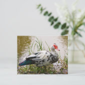 Muscovy Duck Briefkaart (Staand voorkant)