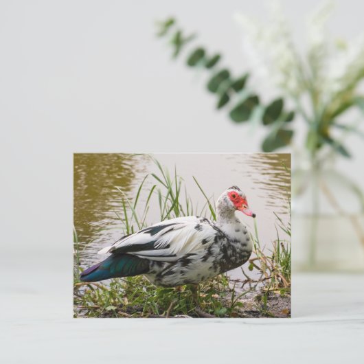 Muscovy Duck Briefkaart (Staand voorkant)