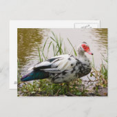 Muscovy Duck Briefkaart (Voorkant / Achterkant)