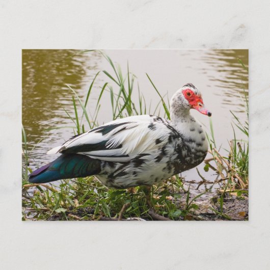Muscovy Duck Briefkaart (Voorkant)