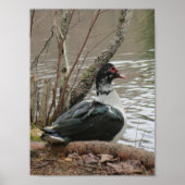 Muscovy Duck by Pond Poster (Voorkant)