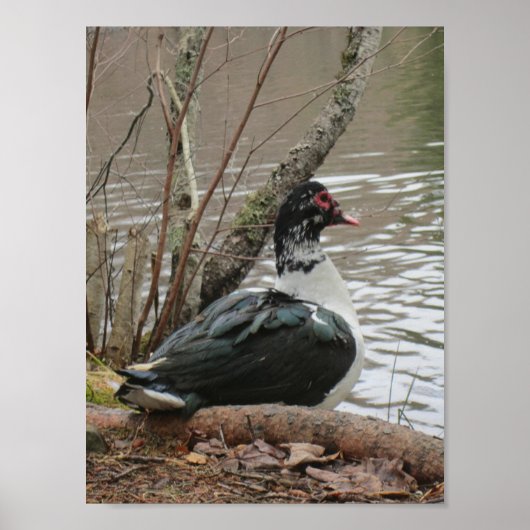 Muscovy Duck by Pond Poster (Voorkant)