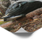 Muscovy Duck by Pond Poster (Hoek)