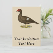 Muscovy Duck Chocolade Kaart (Staand voorkant)