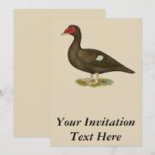 Muscovy Duck Chocolade Kaart (Voorkant / Achterkant)