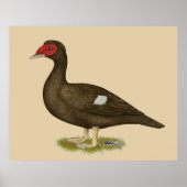 Muscovy Duck Chocolade Poster (Voorkant)