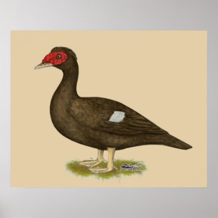 Muscovy Duck Chocolade Poster