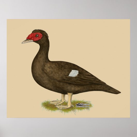 Muscovy Duck Chocolade Poster (Voorkant)