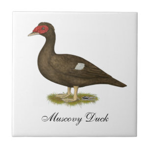 Muscovy Duck Chocolade Tegeltje