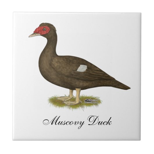 Muscovy Duck Chocolade Tegeltje (Voorkant)
