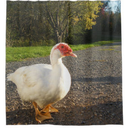Muscovy Duck Drake Douchegordijn