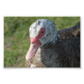 Muscovy Duck Foto Afdruk (Voorkant)