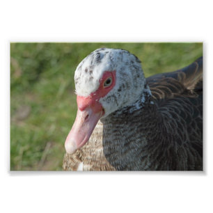 Muscovy Duck Foto Afdruk