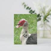 Muscovy Duck Foto Briefkaart (Staand voorkant)