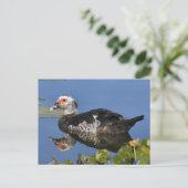 Muscovy Duck Photo Briefkaart (Staand voorkant)