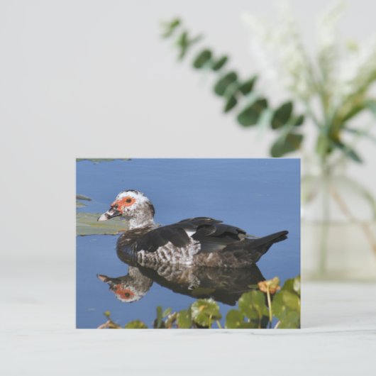 Muscovy Duck Photo Briefkaart (Staand voorkant)