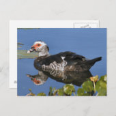 Muscovy Duck Photo Briefkaart (Voorkant / Achterkant)