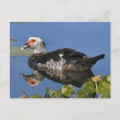 Muscovy Duck Photo Briefkaart (Voorkant)