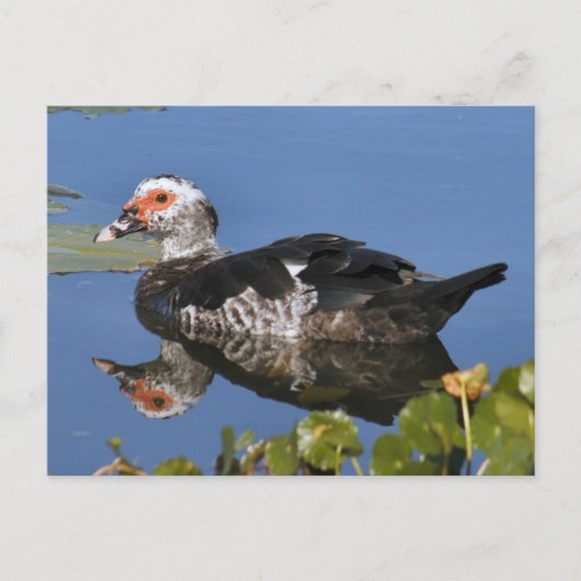 Muscovy Duck Photo Briefkaart (Voorkant)